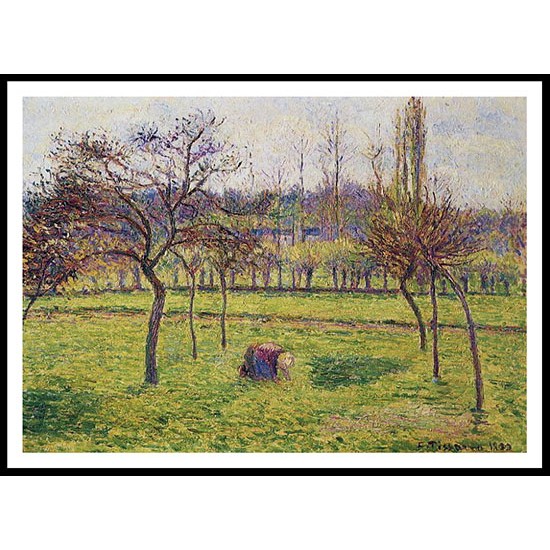 Apple Trees in a Field 1892, A New Print Of a Camille Pissaro Painting