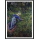 Peasant Gathering Grass 1881, A New Print Of a Camille Pissaro Painting