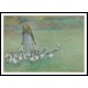 Young Shepherdess of Geese 1886, A New Print Of a Camille Pissaro Painting