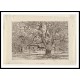 Big Horse Chestnut Tree 1928, A New Print Of a Frederick Childe Hassam Painting