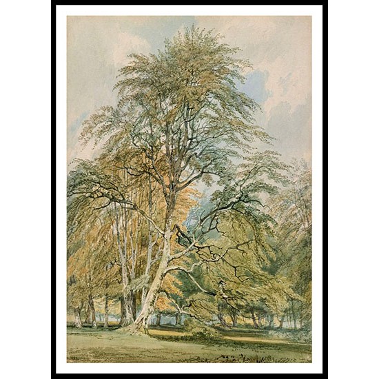 Beech Trees at Norbury Park Surrey 1797, A New Print Of a J. M. W Turner Painting