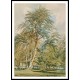 Beech Trees at Norbury Park Surrey 1797, A New Print Of a J. M. W Turner Painting