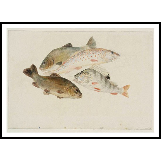 Study of Fish Two Tench a Trout and a Perch 1822 24, A New Print Of a J. M. W Turner Painting