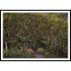 Among Trees, A New Print Of an Alfred Sisley Painting