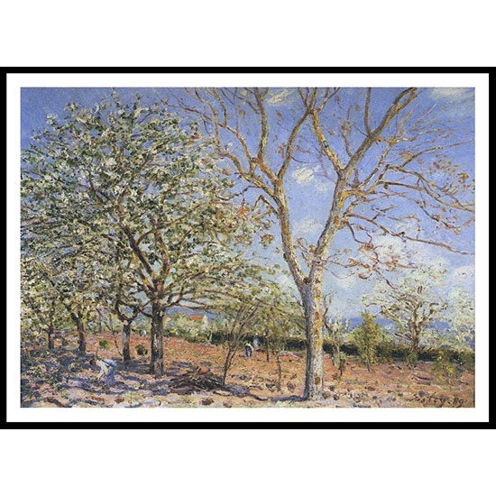 Plum and Walnut Trees in Spring 1889, A New Print Of an Alfred Sisley Painting