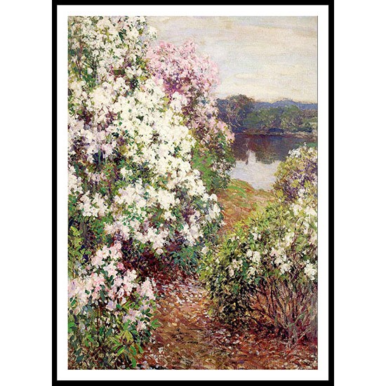 Mountain Laurel 1905, A New Print Of A Willard Leroy Metcalf