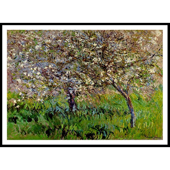 Apple Trees in Bloom at Giverny 1900 01, A New Print Of a Painting By Adolphe Monet