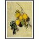 Branch of Lemons 1883, A New Print Of a Painting By Adolphe Monet