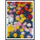 Chrysanthemums 1897, A New Print Of a Painting By Adolphe Monet