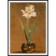 Gladiolus 1881 01, A New Print Of a Painting By Adolphe Monet