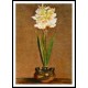 Gladiolus 1881 02, A New Print Of a Painting By Adolphe Monet