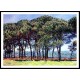 Pine Trees Cap dAntibes 1888, A New Print Of a Painting By Adolphe Monet