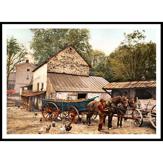 Farmyard Scene USA 1900, A New Print Of an American Street Scene Photochrom