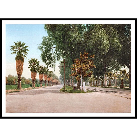 Magnolia Avenue Riverside 1901, A New Print Of an American Street Scene Photochrom