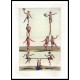 Circus Acrobats 1830s, A New Print Of a Vintage Circus Ad