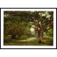 Burnham Beeches London and suburbs England, A New Print Of an English Photochrom Image