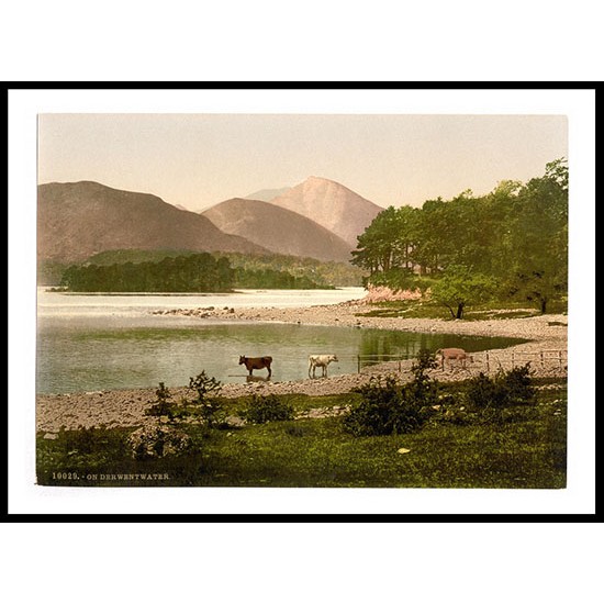 Derwentwater cattle study Lake District England II, A New Print Of an English Photochrom Image