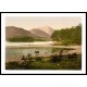 Derwentwater cattle study Lake District England II, A New Print Of an English Photochrom Image