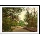 Isle of Wight Ventnor road to the Undercliff England, A New Print Of an English Photochrom Image Isle of Wight Ventnor road to the Undercliff England, A New Print Of an English Photochrom Image