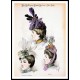 Edwardian Fashion  Series 2 - 76, A New Print Of a Fashion Poster