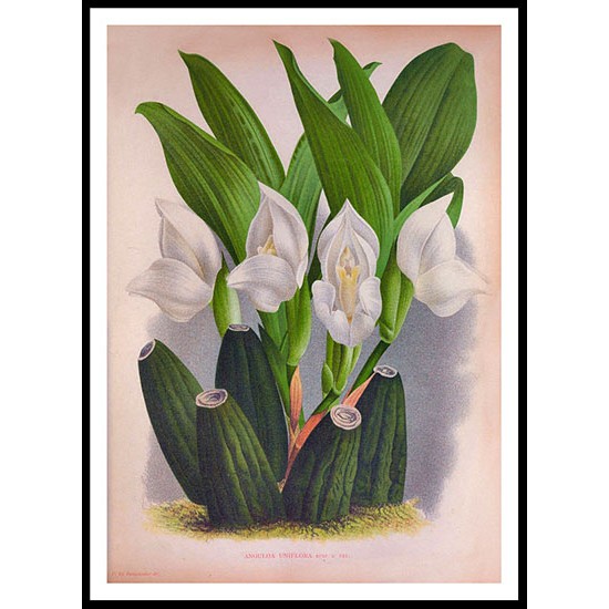 Lindenia 04, A New Print Of a Vintage Flower Poster