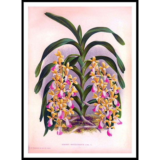 Lindenia 07, A New Print Of a Vintage Flower Poster