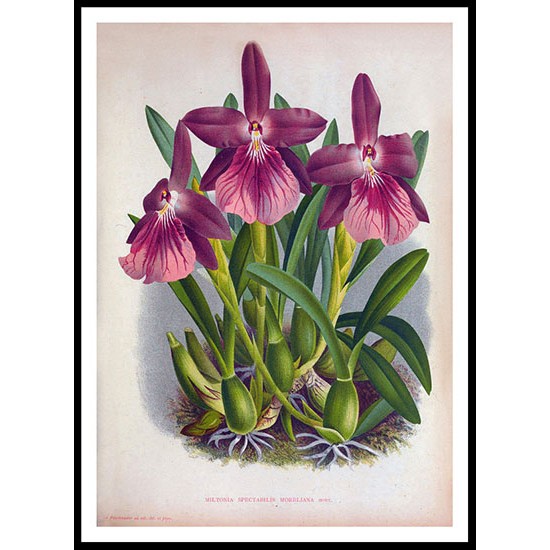 Lindenia 09, A New Print Of a Vintage Flower Poster