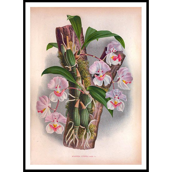 Lindenia 14, A New Print Of a Vintage Flower Poster