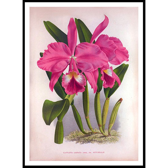 Lindenia 16, A New Print Of a Vintage Flower Poster