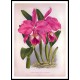 Lindenia 16, A New Print Of a Vintage Flower Poster