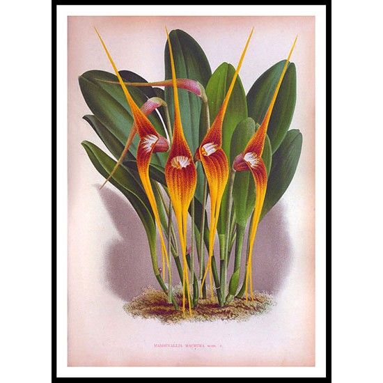 Lindenia 17, A New Print Of a Vintage Flower Poster