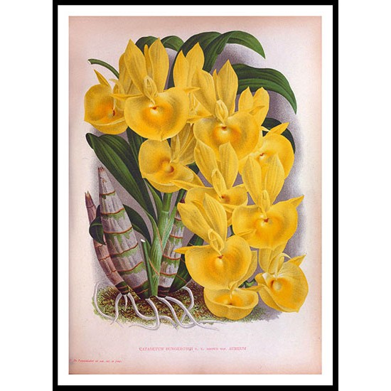 Lindenia 20, A New Print Of a Vintage Flower Poster