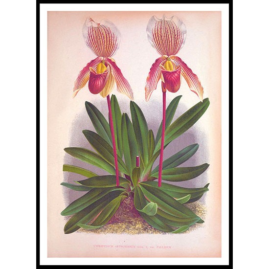 Lindenia 25, A New Print Of a Vintage Flower Poster