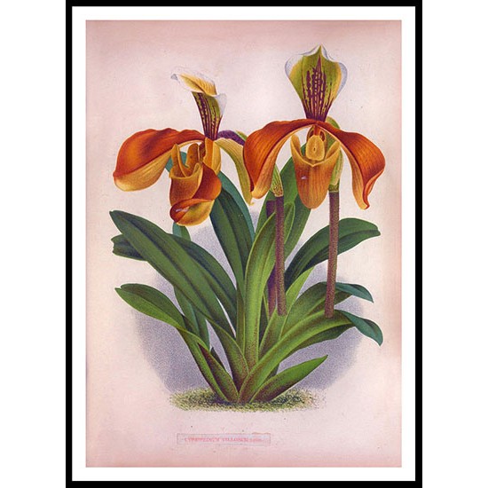 Lindenia 36, A New Print Of a Vintage Flower Poster