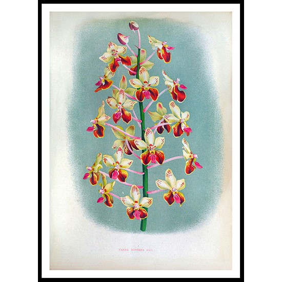 Lindenia 40, A New Print Of a Vintage Flower Poster