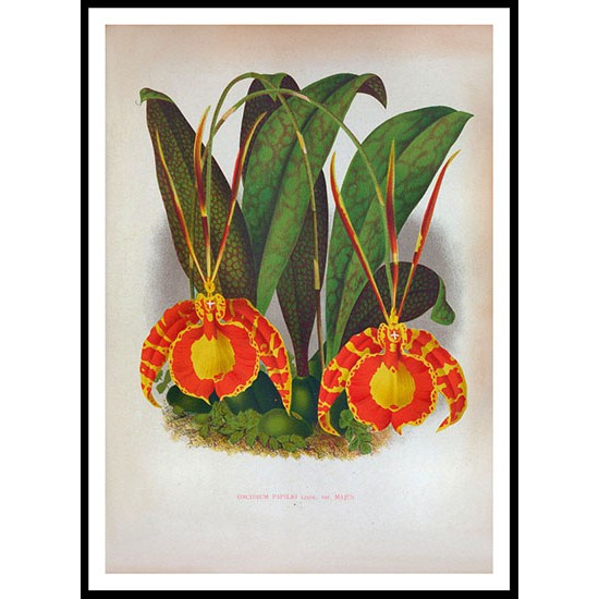 Lindenia 42, A New Print Of a Vintage Flower Poster