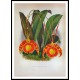 Lindenia 42, A New Print Of a Vintage Flower Poster