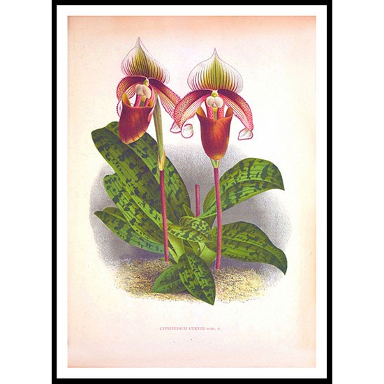 Lindenia 44, A New Print Of a Vintage Flower Poster