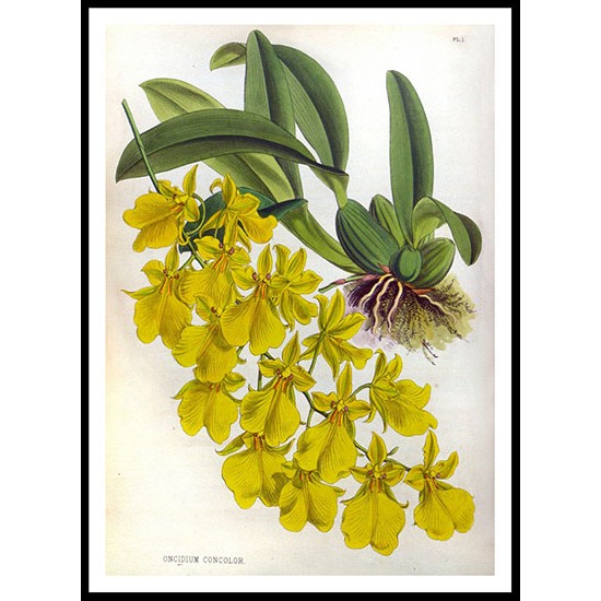 Orchid Album 01, A New Print Of a Vintage Flower Poster