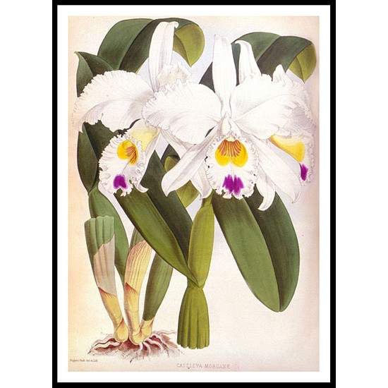 Orchid Album 02, A New Print Of a Vintage Flower Poster