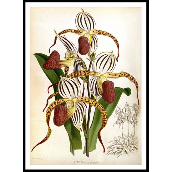 Orchid Album 04, A New Print Of a Vintage Flower Poster