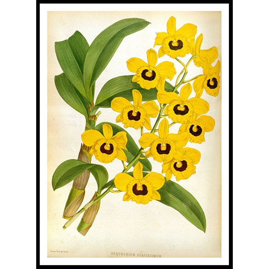 Orchid Album 05, A New Print Of a Vintage Flower Poster