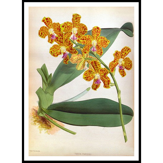 Orchid Album 06, A New Print Of a Vintage Flower Poster