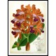 Orchid Album 07, A New Print Of a Vintage Flower Poster