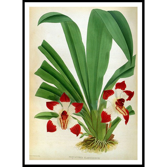 Orchid Album 08, A New Print Of a Vintage Flower Poster