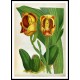 Orchid Album 09, A New Print Of a Vintage Flower Poster