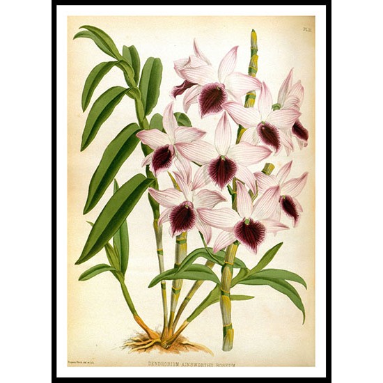 Orchid Album 10, A New Print Of a Vintage Flower Poster