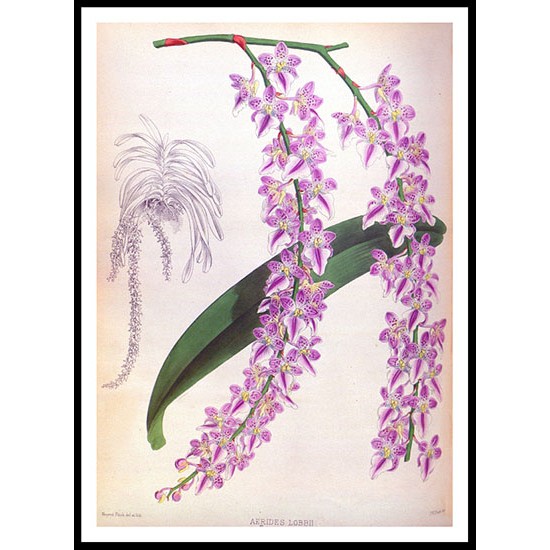 Orchid Album 11, A New Print Of a Vintage Flower Poster