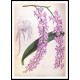 Orchid Album 11, A New Print Of a Vintage Flower Poster