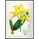 Orchid Album 12, A New Print Of a Vintage Flower Poster